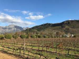 a vineyard with trees and mountains in the background