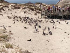 a group of penguins on a beach