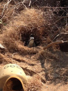 a penguin in a nest